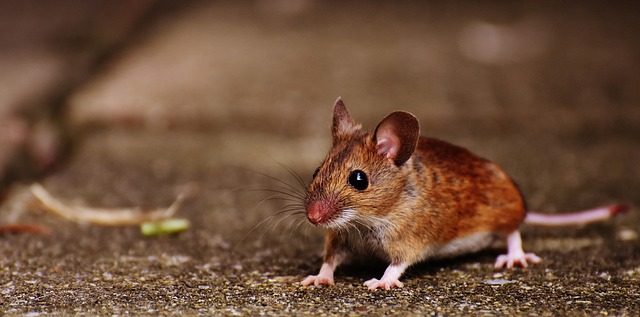 prevent mice in garage with weather stripping