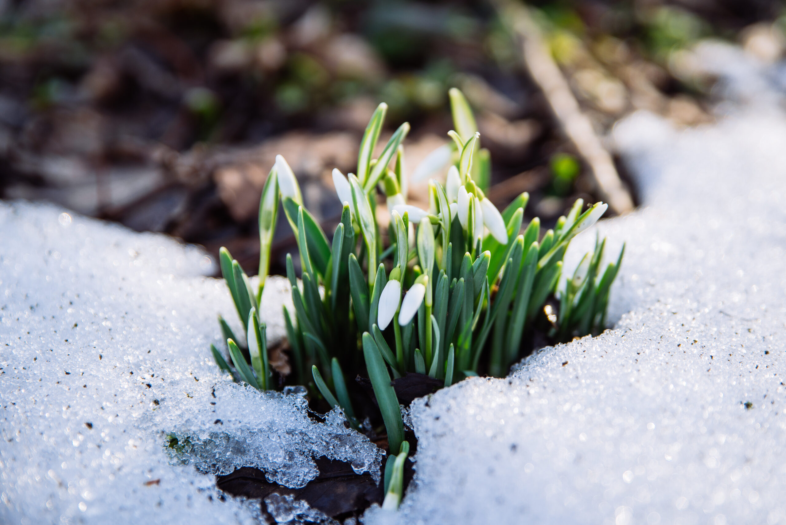 sprouts through snow - springttime